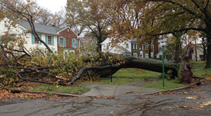 Falling Trees Make More Than Just a Mess; Who is Responsible?