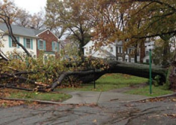 Falling Trees Make More Than Just a Mess; Who is Responsible?